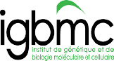 IGBMC : Insitut de génétique et de biologie moléculaire et cellulaire